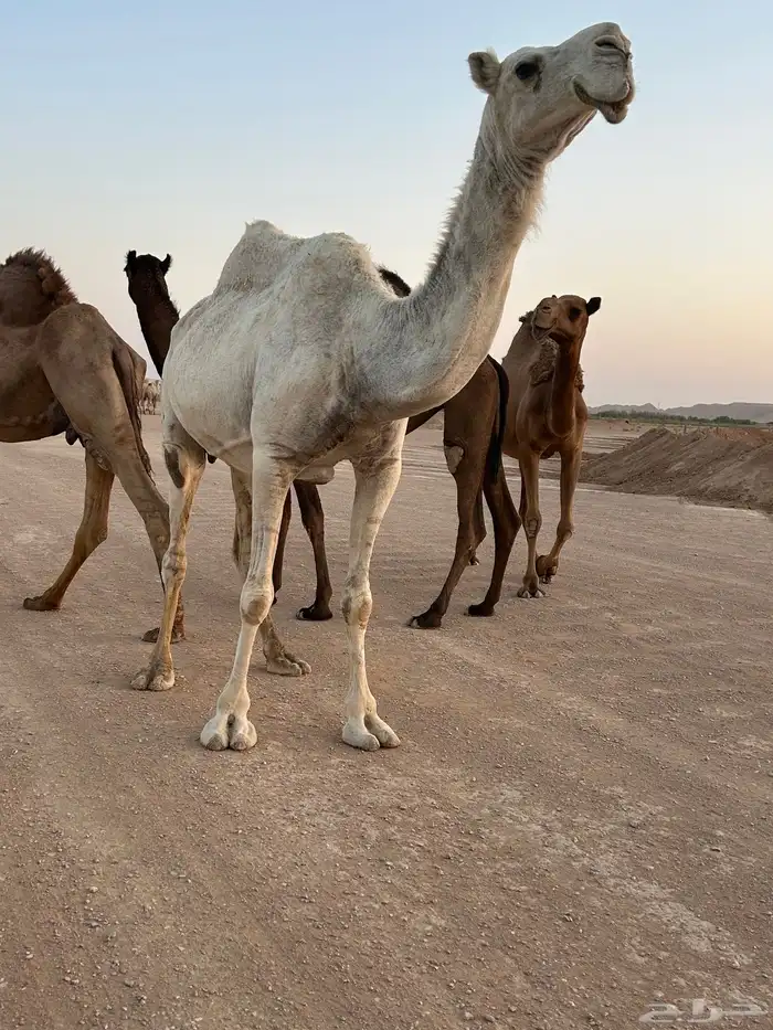 ناقه وضحاء كفو 2