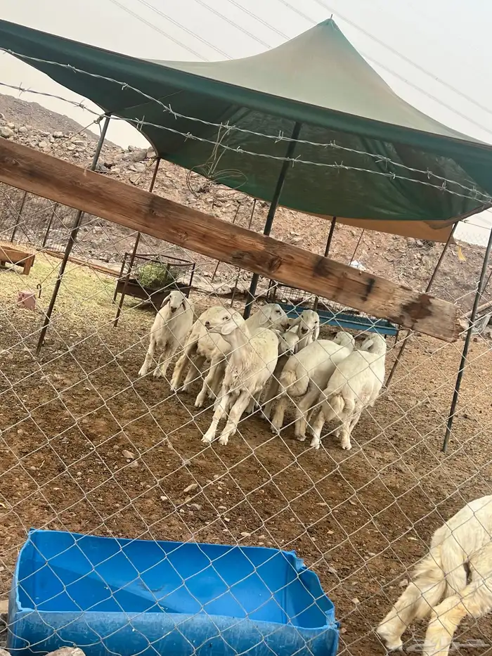 خروف حري فوق الوسط 1