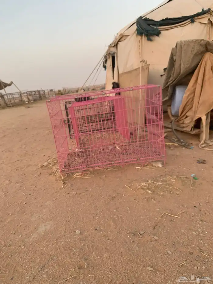 شرق الرياض حي الرمال تنال 0
