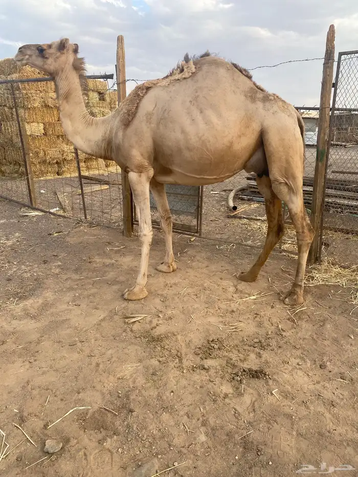 ناقه طيبه خفوت للبيع 2