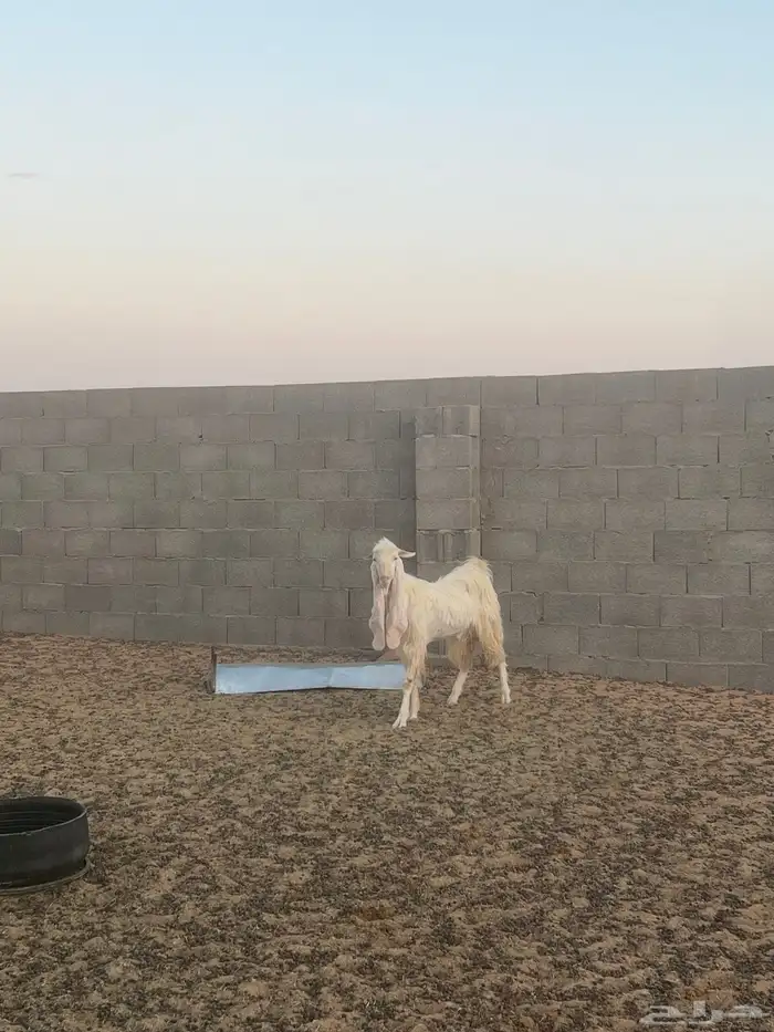تيس ابيض  للبيع 0