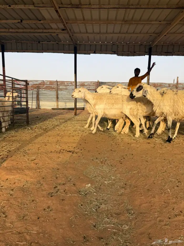 للبيع حريات متابيع 1