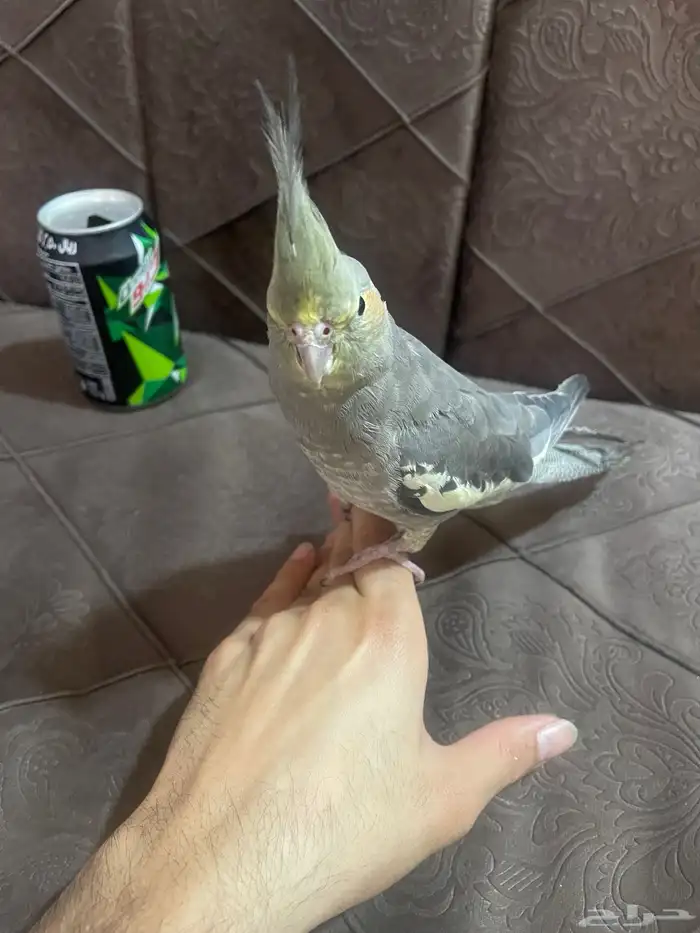 كروان مجهول الجنس 2