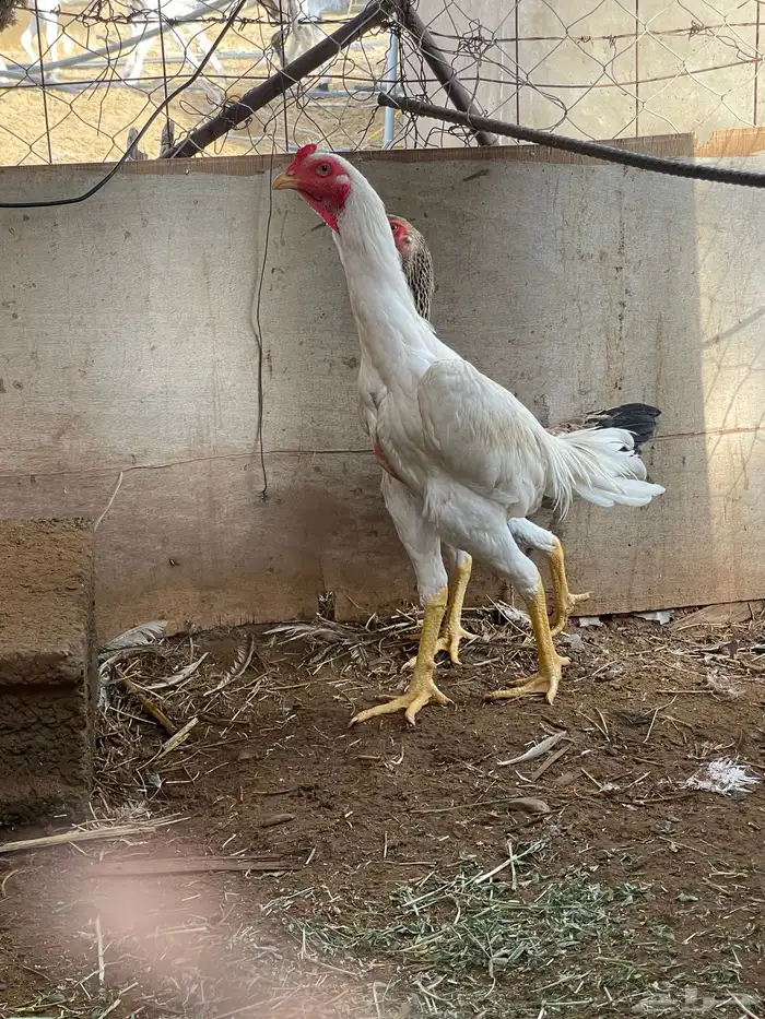 ديك شامو ياباني 2