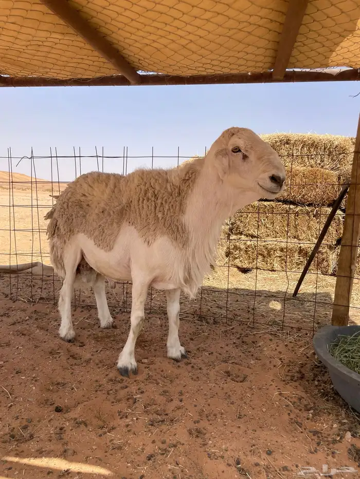 للبيع فحل حري 0