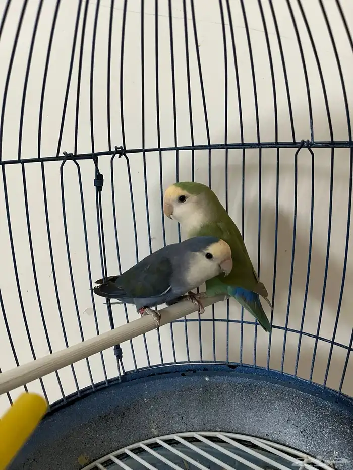 جوز روز انتاج 1