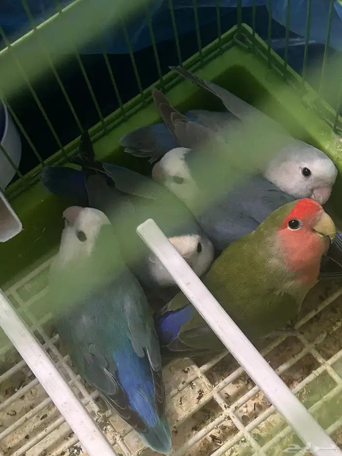 روز حق انتاج 1