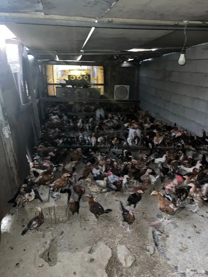 دجاج وصوص بلدي وفيومي كوشن مفتل العداد مفتوح 11