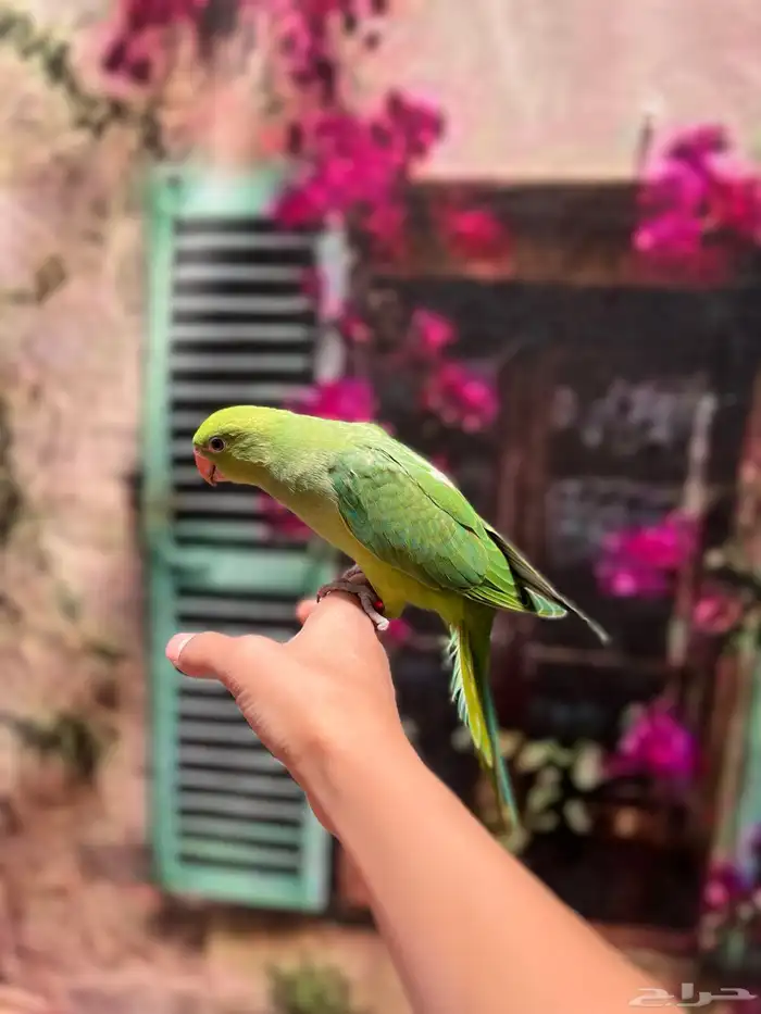 انثى دره اليفه و هناك مقاطع و متكلمه تسوي بوسات حمامه 4