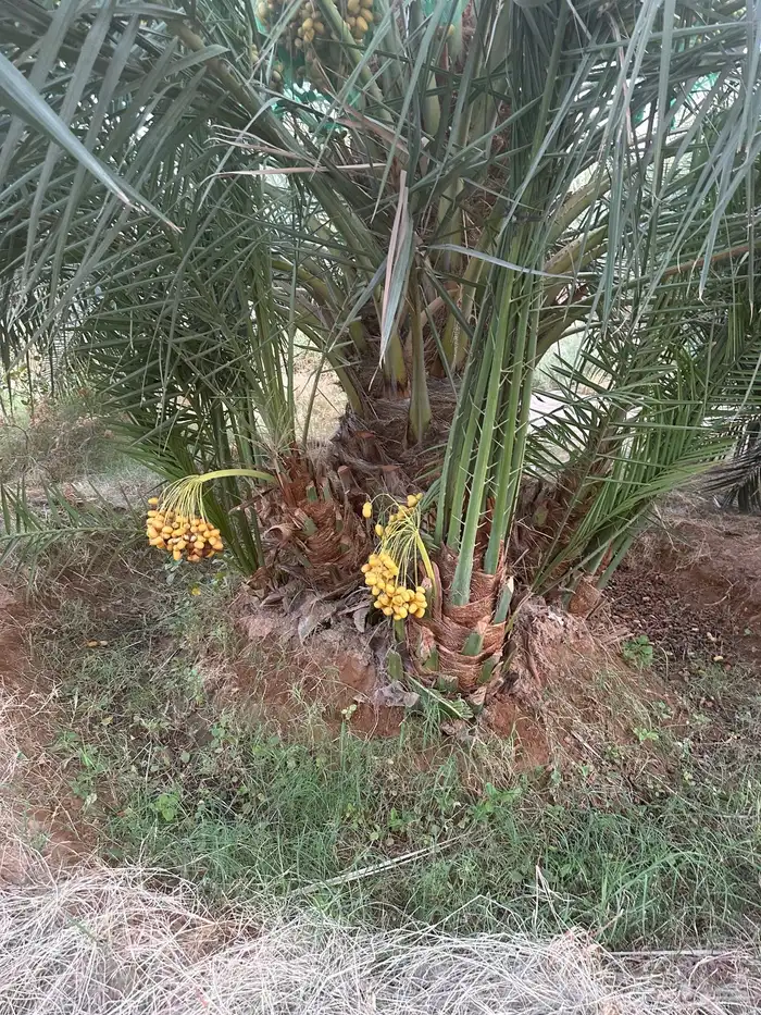 نخل مثمر فسائل وقلايع كلها طيبه 7