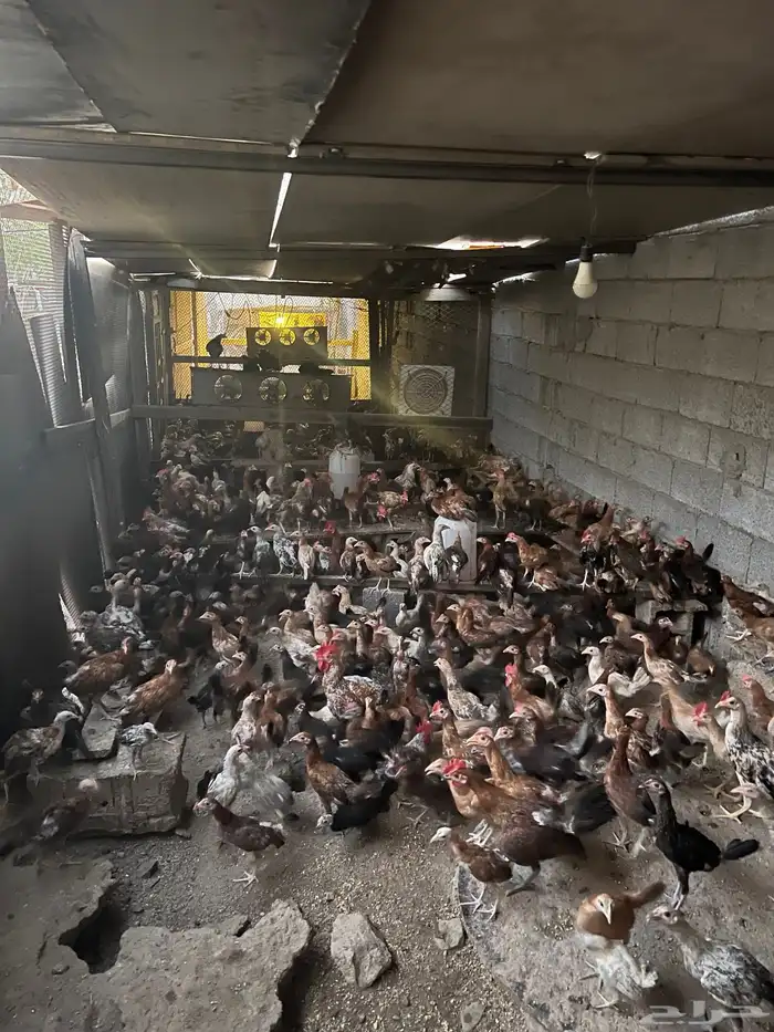 دجاج وصوص بلدي وفيومي كوشن مفتل العداد مفتوح 9