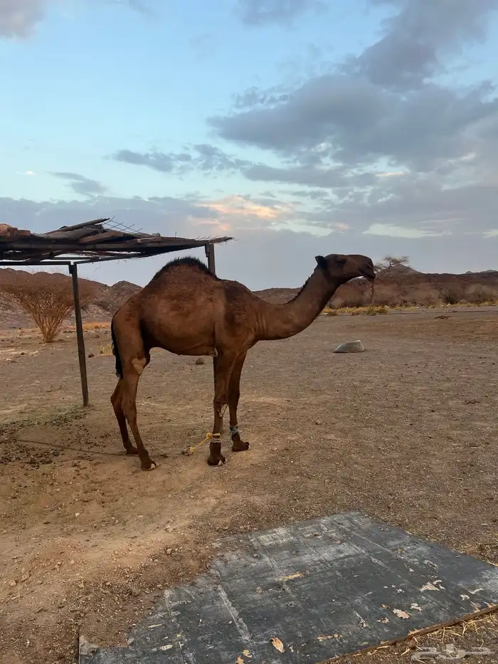 للبيع قعود على سلطان الصفر 0