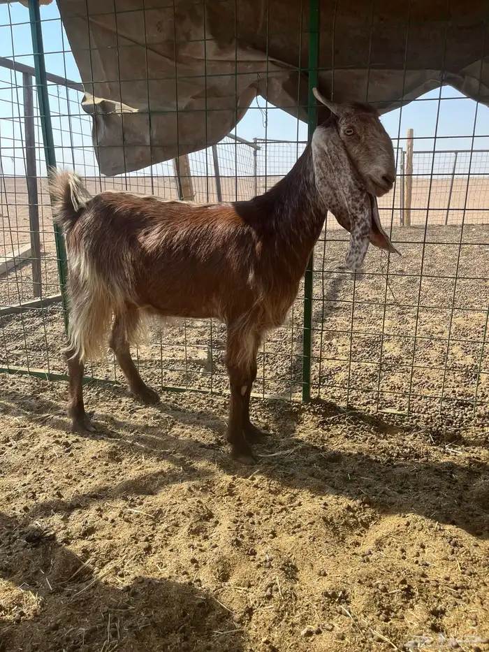 جفرات حيل فاخرات 5