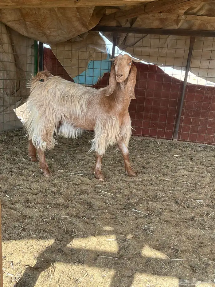 جفرات حيل فاخرات 8