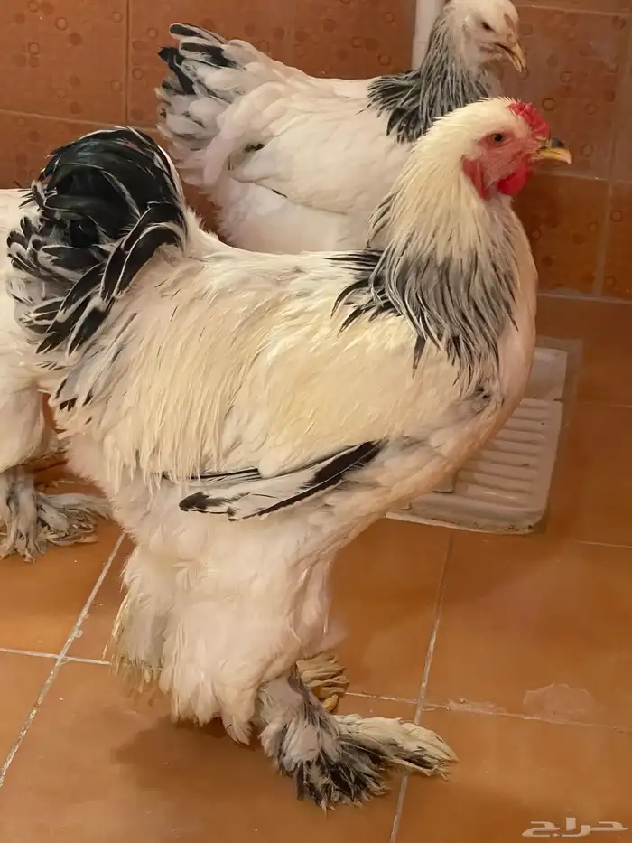 براهما كولمبي 4