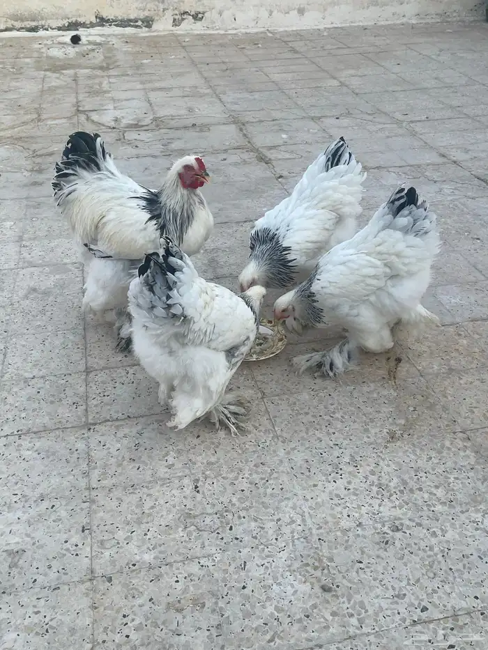 براهما كولمبي 21
