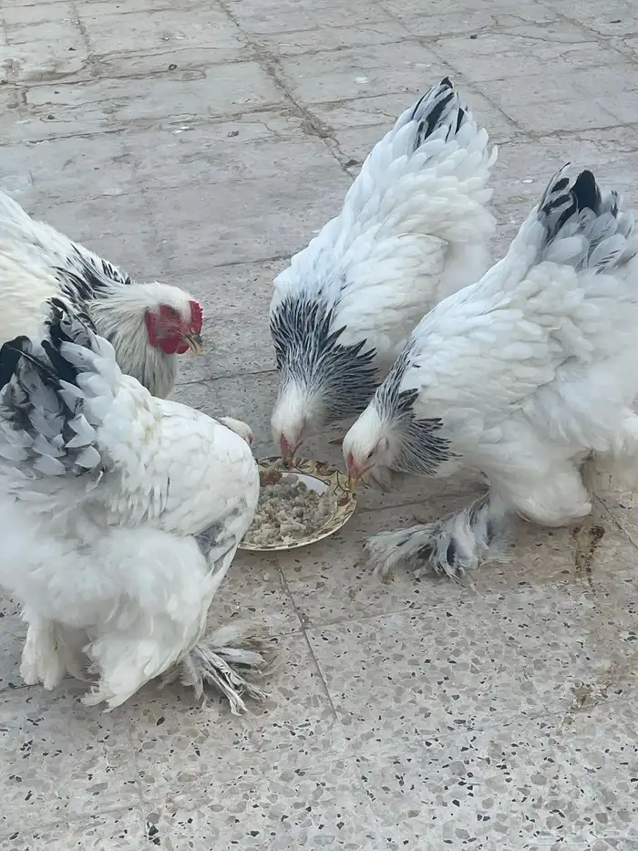 براهما كولمبي 22