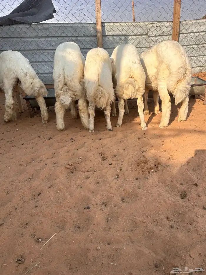طليان حريات 1