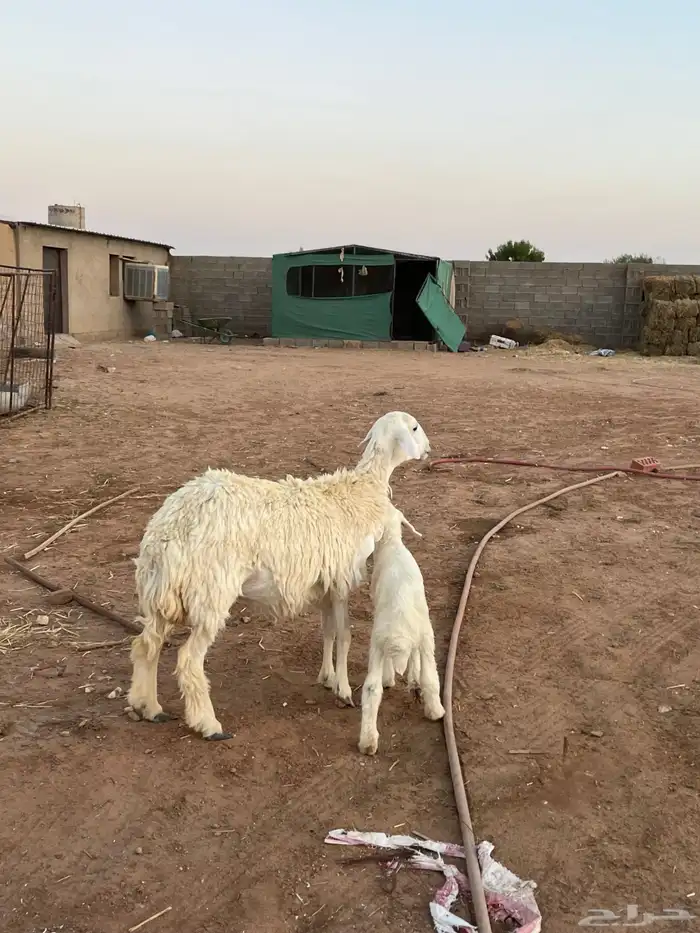 للبيع جذعه والد 0