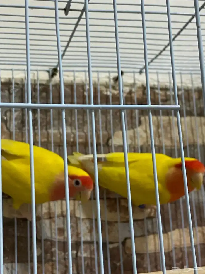 روز ذكر وأنثى 0