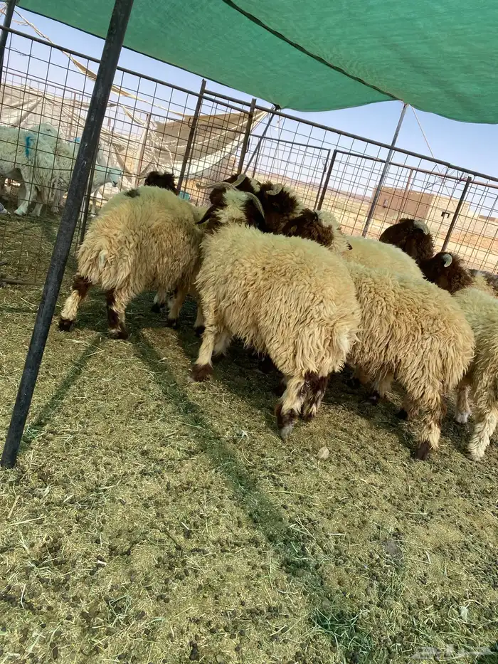 بهم نعيم جبر جذعان مراح واحد 5
