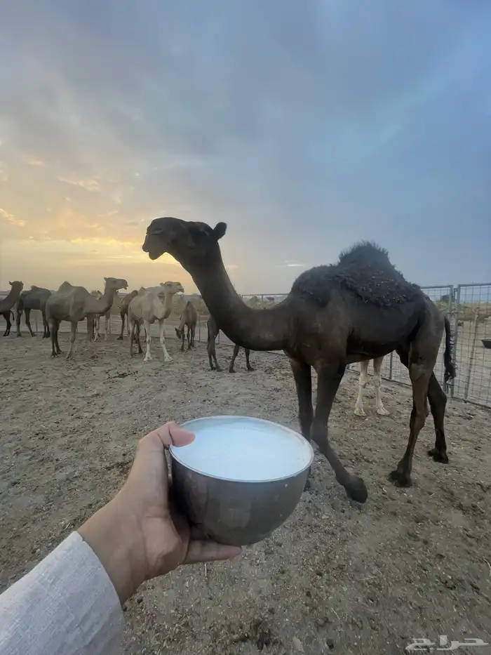 للبيع بكره مجهم كفو 0