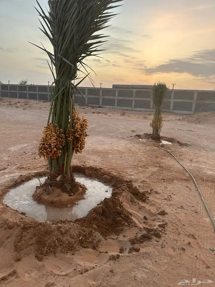 نخل مثمر فسائل وقلايع كلها طيبه 1