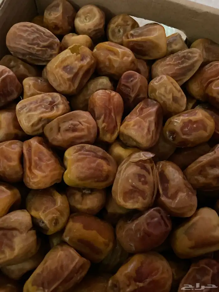 تمر سكري فريزر 1