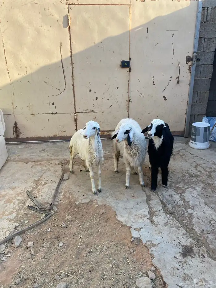 رخال حري مع هجين 1