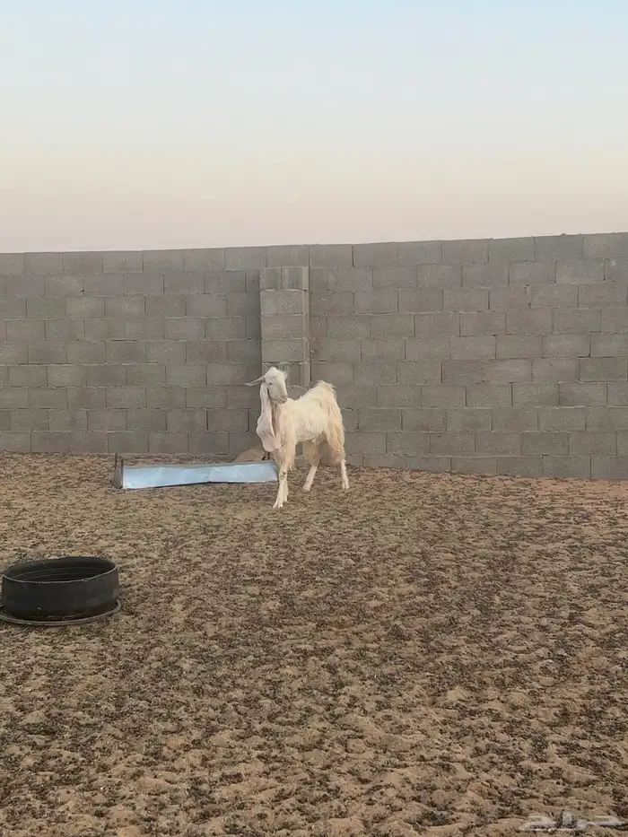 تيس ابيض  للبيع 1