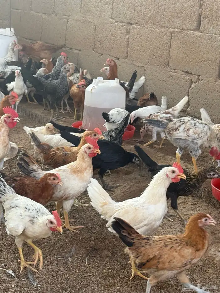 دجاج بلدي 6