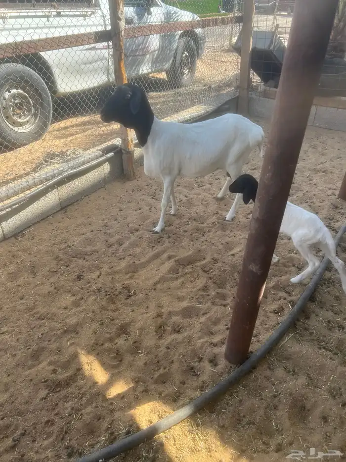 بربريه معها خروف 2