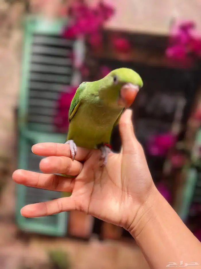 انثى دره اليفه و هناك مقاطع و متكلمه تسوي بوسات حمامه 2