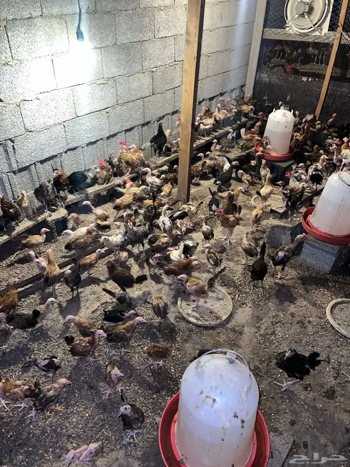 دجاج وصوص بلدي وفيومي كوشن مفتل العداد مفتوح 15