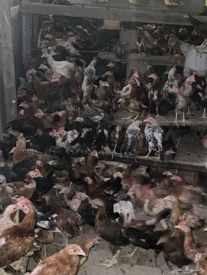 دجاج وصوص بلدي وفيومي كوشن مفتل العداد مفتوح 3