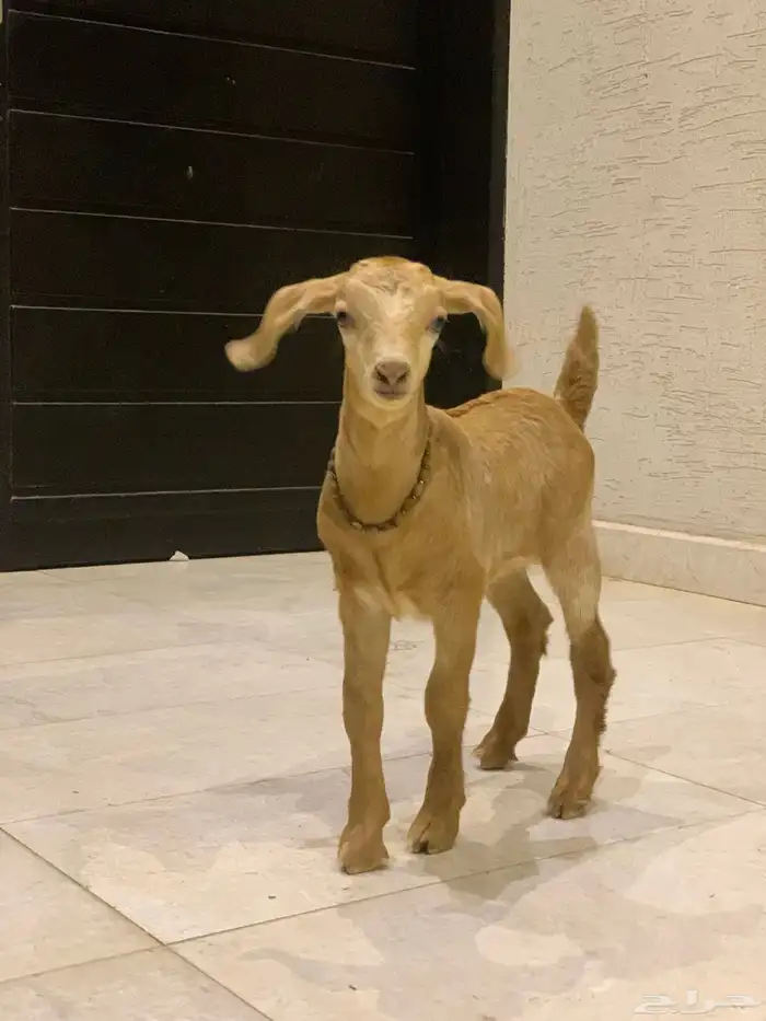 جفره قزميه 1