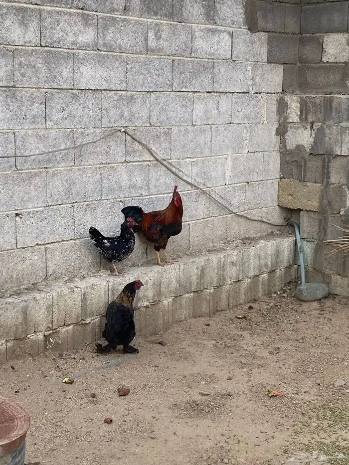 دجاج تركي 8
