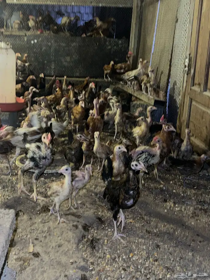 دجاج وصوص بلدي وفيومي كوشن مفتل العداد مفتوح 13