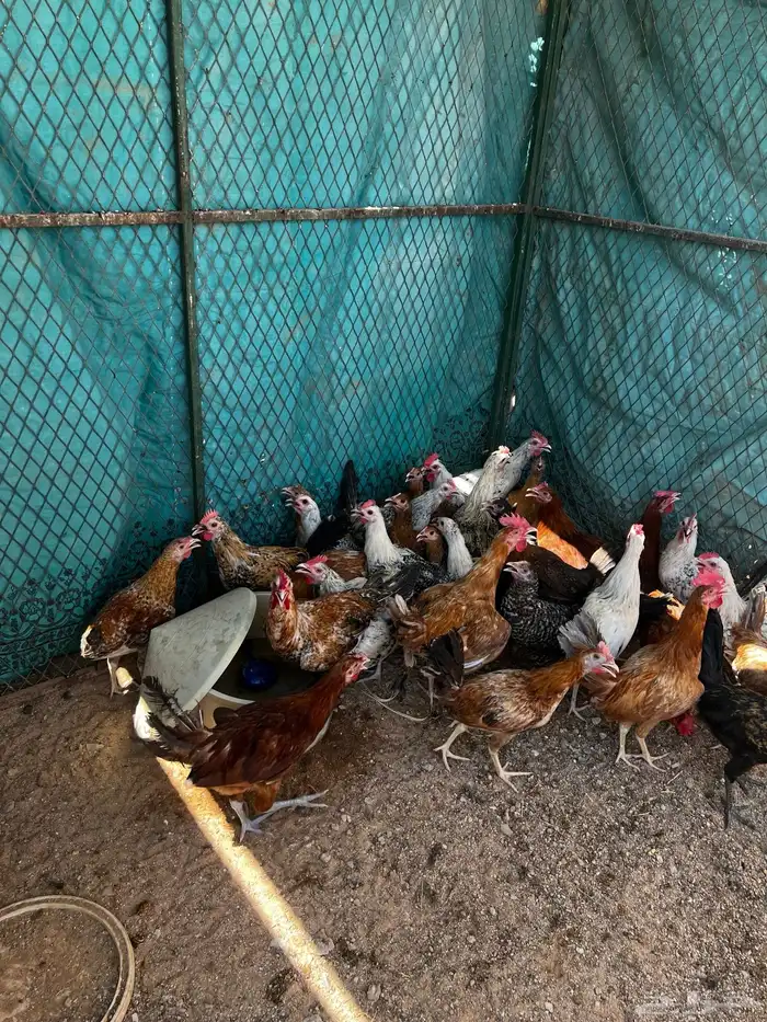 ديوك اربع شهور ونص 3