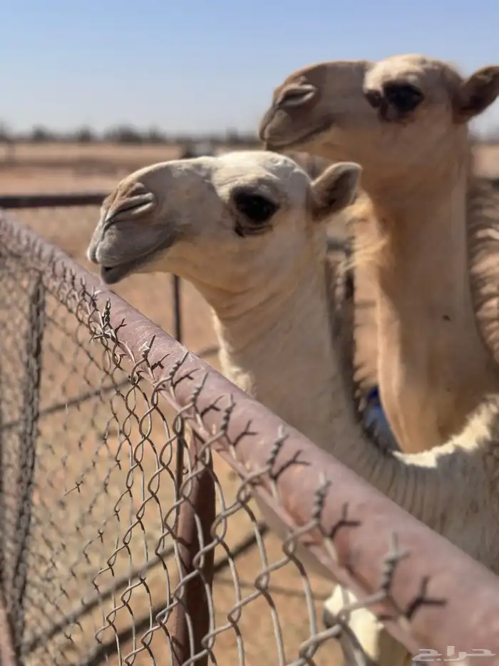 عشاير 3مع بكارهن ولقحه 3
