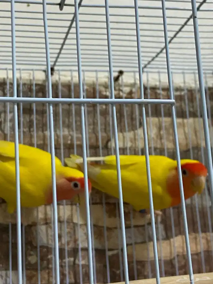 روز ذكر وأنثى 1