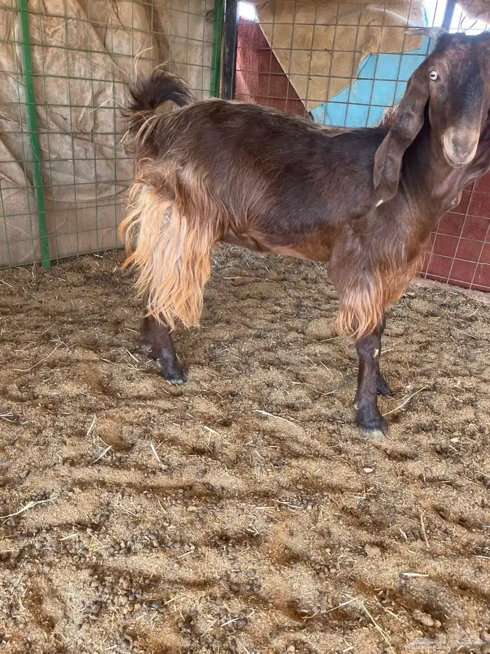 جفرات حيل فاخرات 3