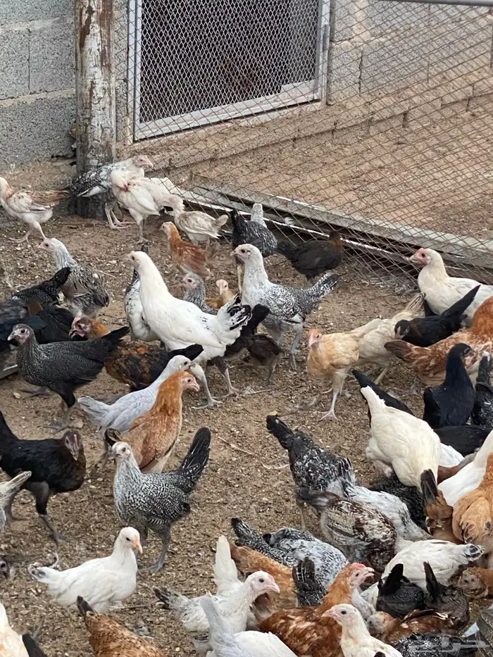 جميد دجاج بلدي مشكل ( البيع جمله ) 3