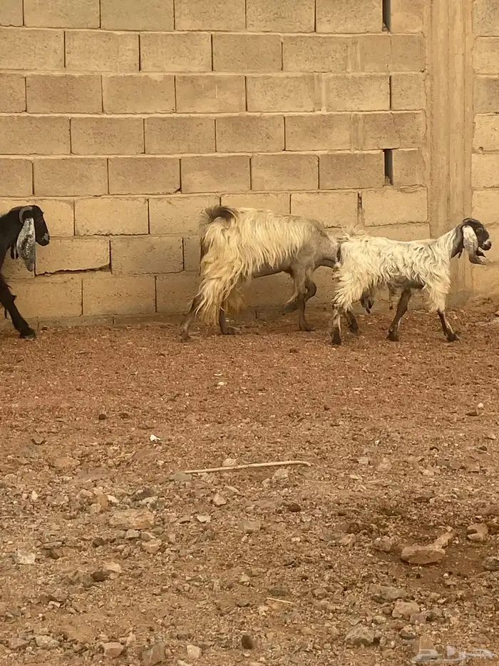 معزا للبيع 10