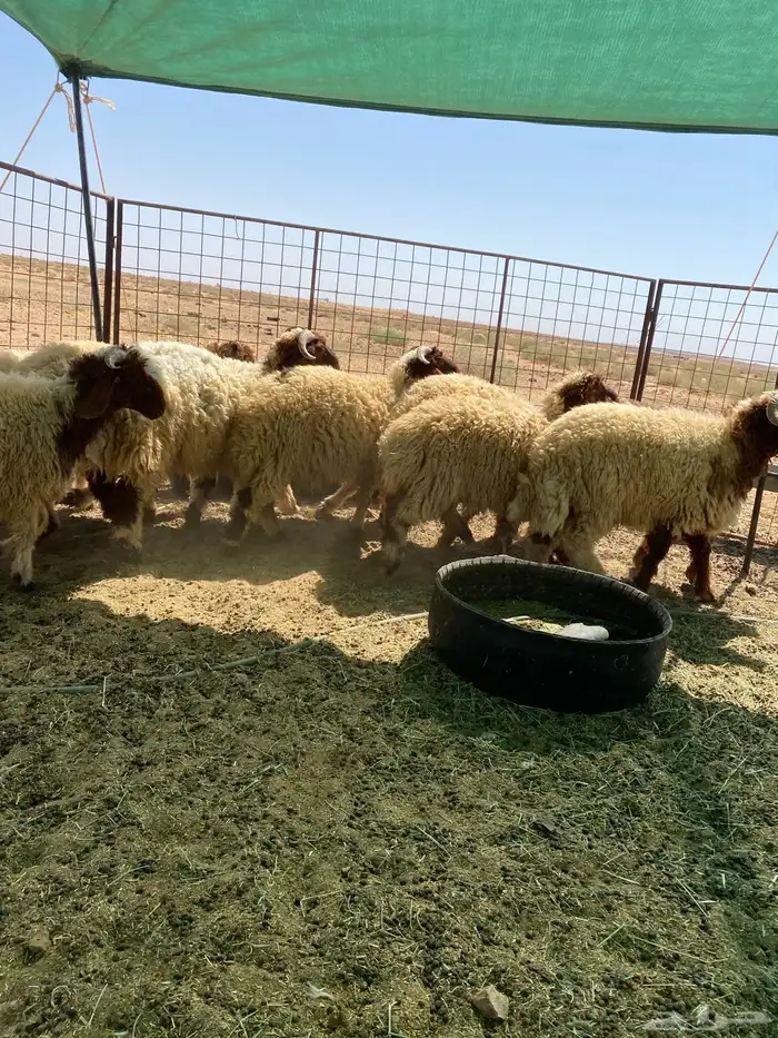 بهم نعيم جبر جذعان مراح واحد 8