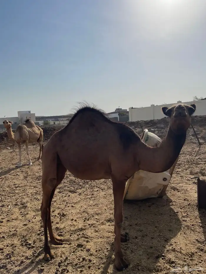 ابل للبيع 9