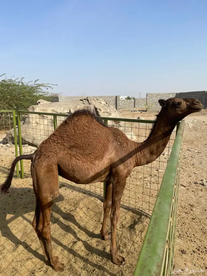 ابل للبيع 12