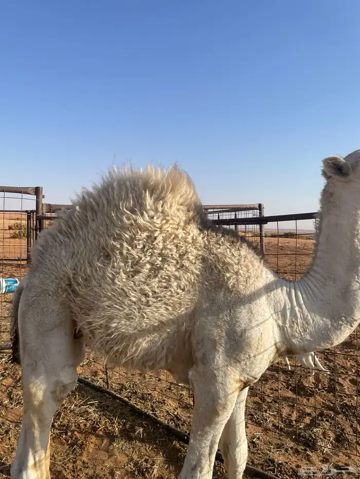 قعود طيب علا حليب امه وعمره 6شهور 1