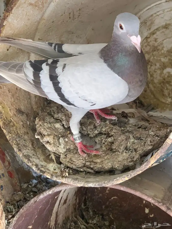 حمام زاجل سباق 0