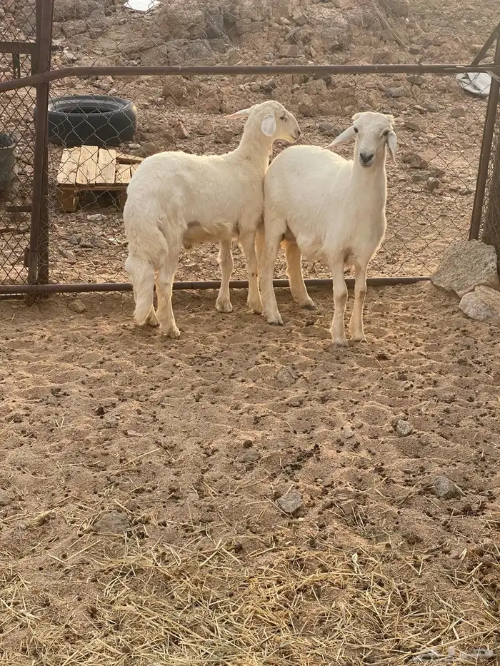 خروفين 2